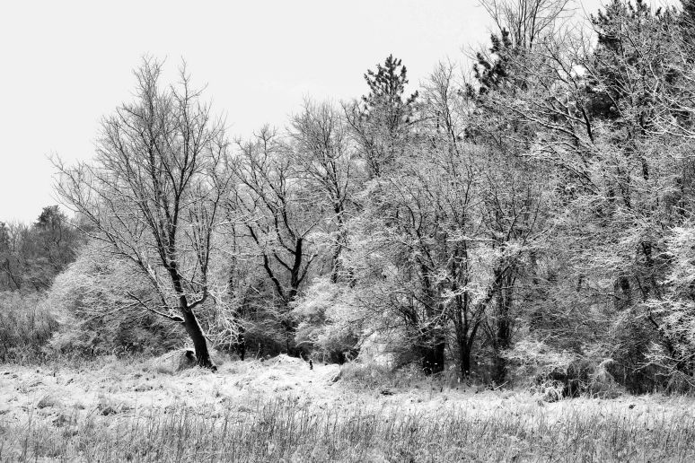 Winter Trees Art